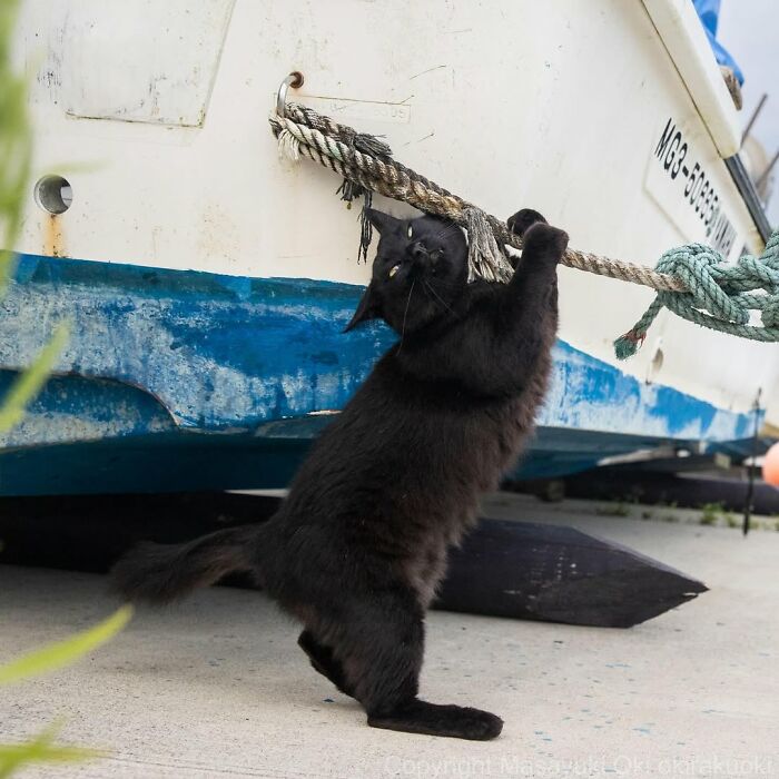 50 Black Cats Doing All The Cute and Quirky Things in Japan