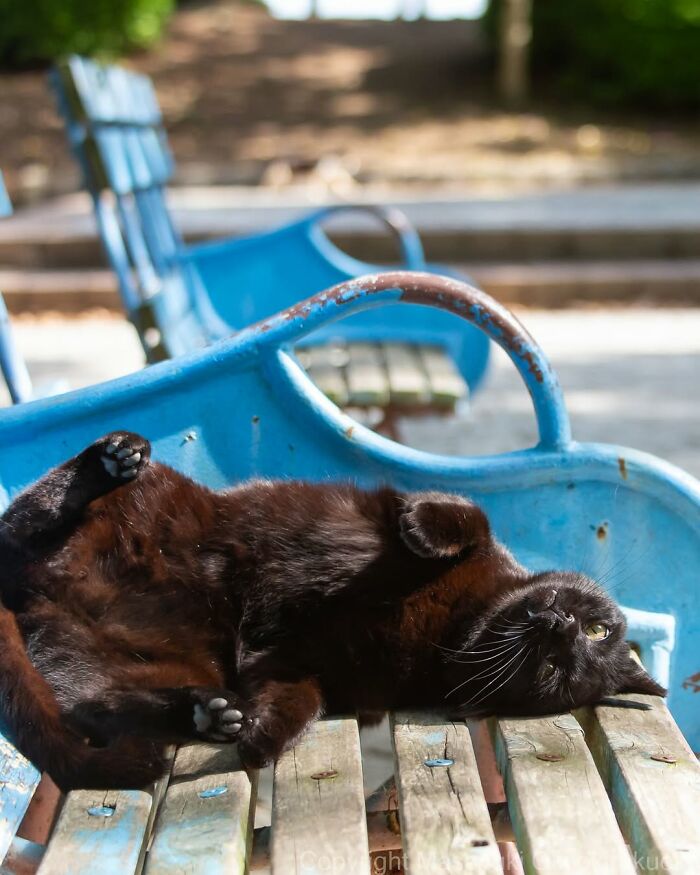 50 Black Cats Doing All The Cute and Quirky Things in Japan