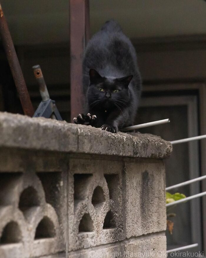 50 Black Cats Doing All The Cute and Quirky Things in Japan
