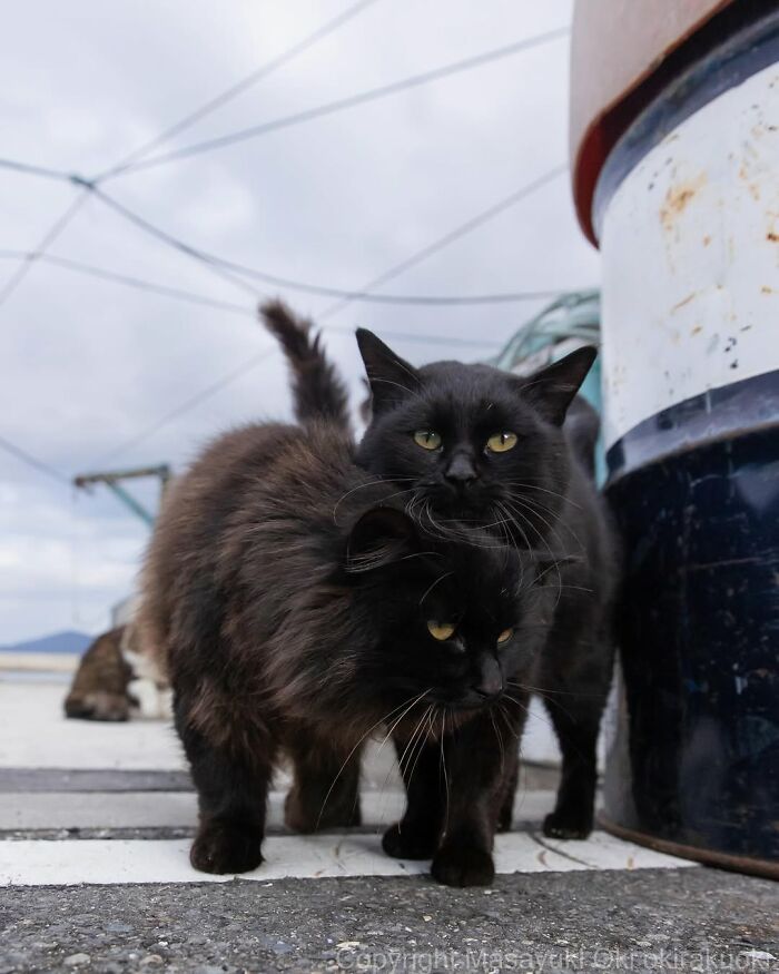 50 Black Cats Doing All The Cute and Quirky Things in Japan