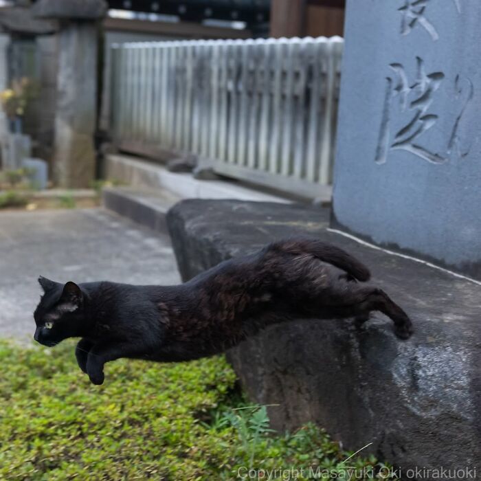 50 Black Cats Doing All The Cute and Quirky Things in Japan