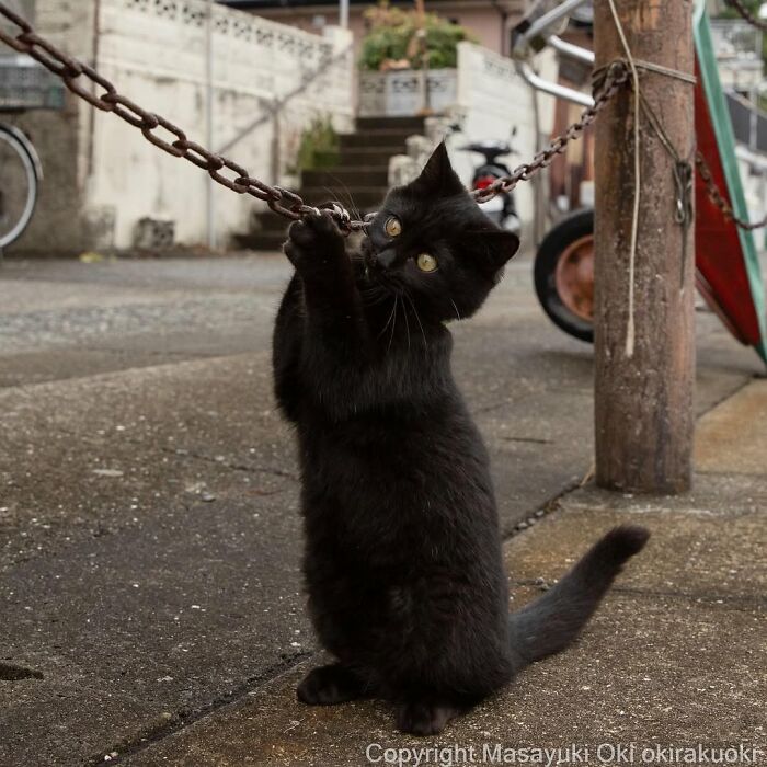 50 Black Cats Doing All The Cute and Quirky Things in Japan