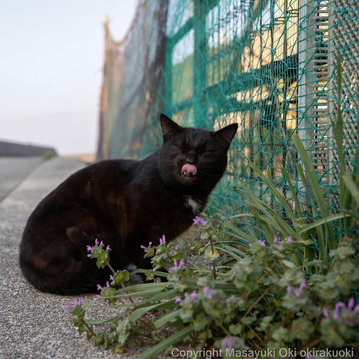 50 Black Cats Doing All The Cute and Quirky Things in Japan