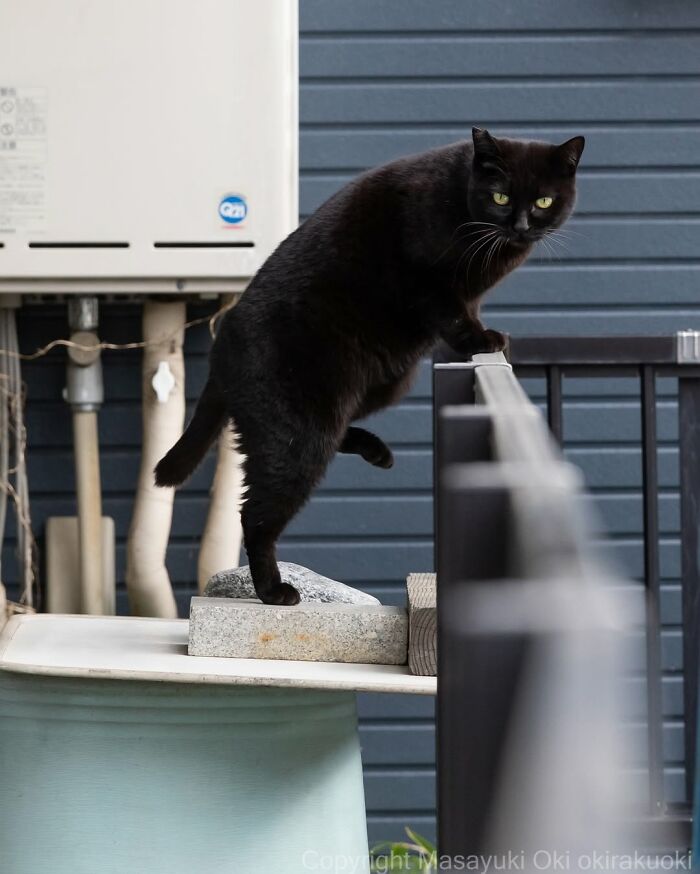 50 Black Cats Doing All The Cute and Quirky Things in Japan
