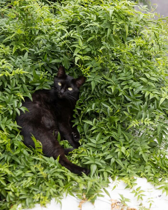 50 Black Cats Doing All The Cute and Quirky Things in Japan