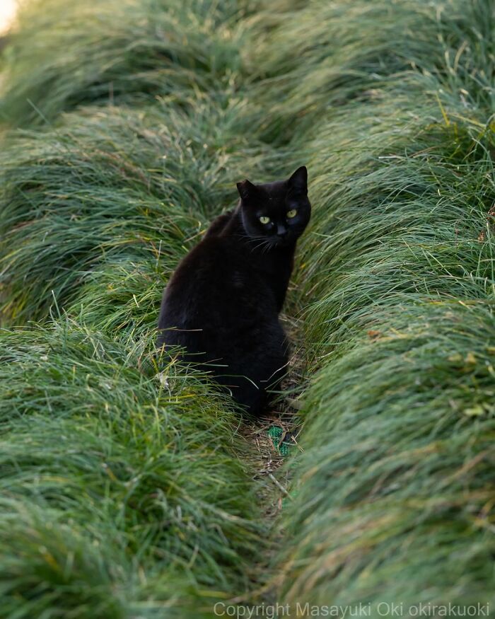 50 Black Cats Doing All The Cute and Quirky Things in Japan