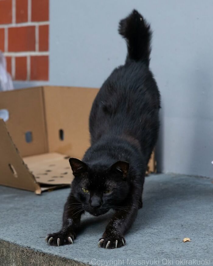 50 Black Cats Doing All The Cute and Quirky Things in Japan