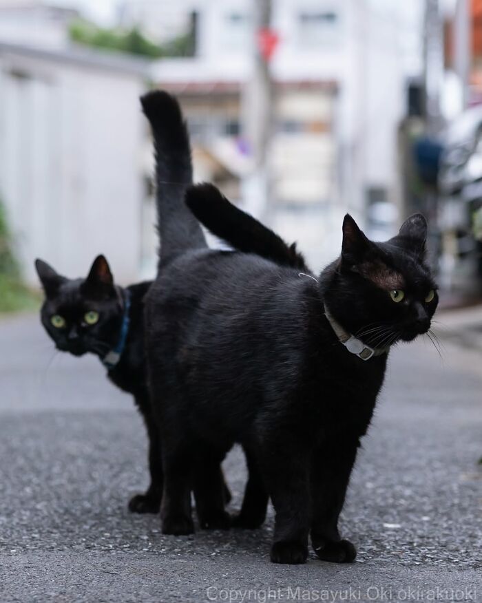 50 Black Cats Doing All The Cute and Quirky Things in Japan