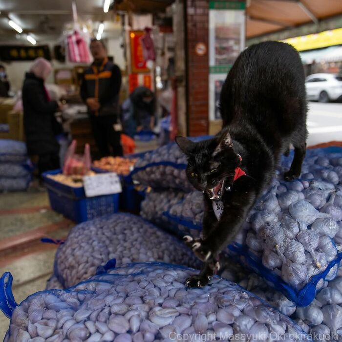 50 Black Cats Doing All The Cute and Quirky Things in Japan
