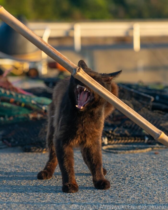 50 Black Cats Doing All The Cute and Quirky Things in Japan