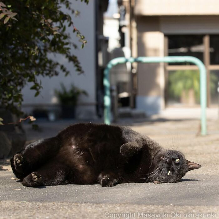 50 Black Cats Doing All The Cute and Quirky Things in Japan