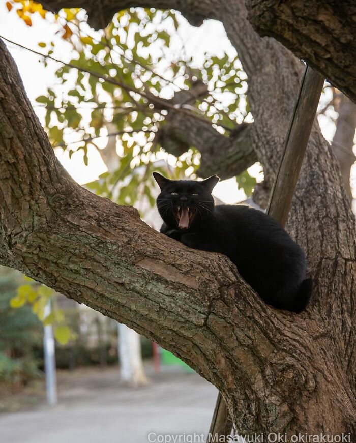 50 Black Cats Doing All The Cute and Quirky Things in Japan