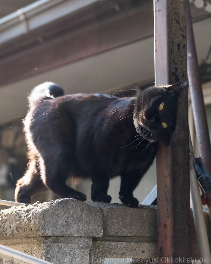 50 Black Cats Doing All The Cute and Quirky Things in Japan