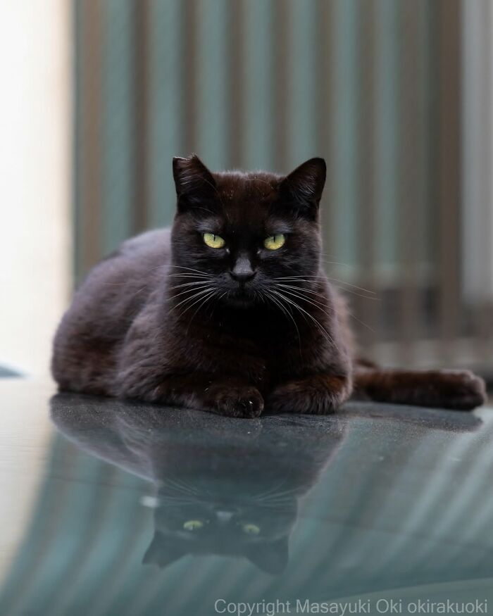50 Black Cats Doing All The Cute and Quirky Things in Japan