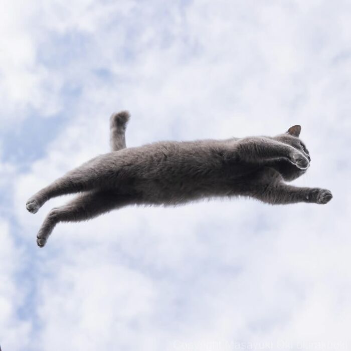 50 Black Cats Doing All The Cute and Quirky Things in Japan
