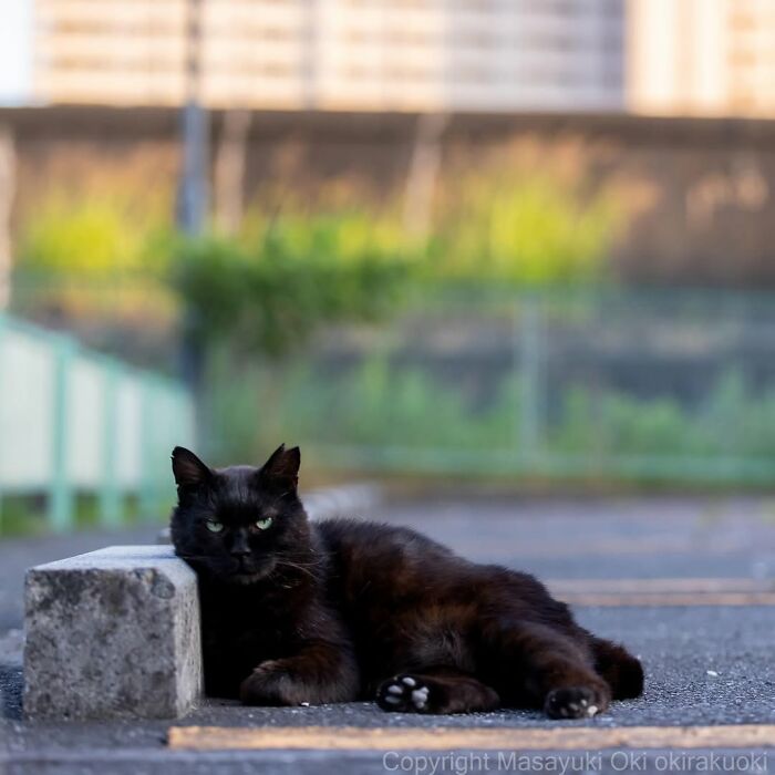 50 Black Cats Doing All The Cute and Quirky Things in Japan