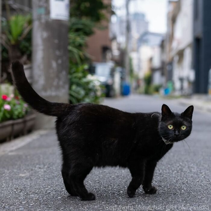 50 Black Cats Doing All The Cute and Quirky Things in Japan