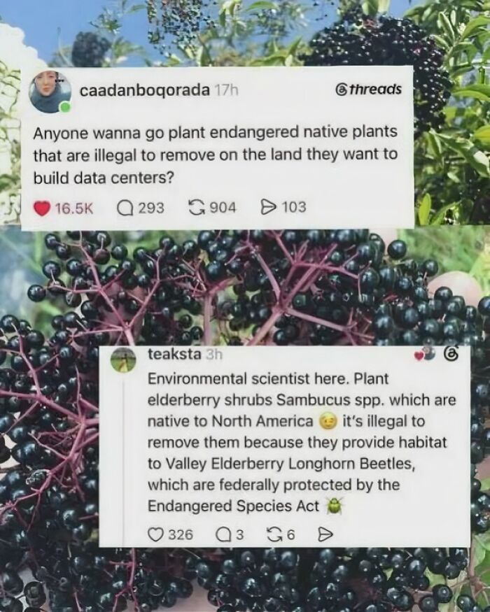 Elderberry Battles Big Data Giants