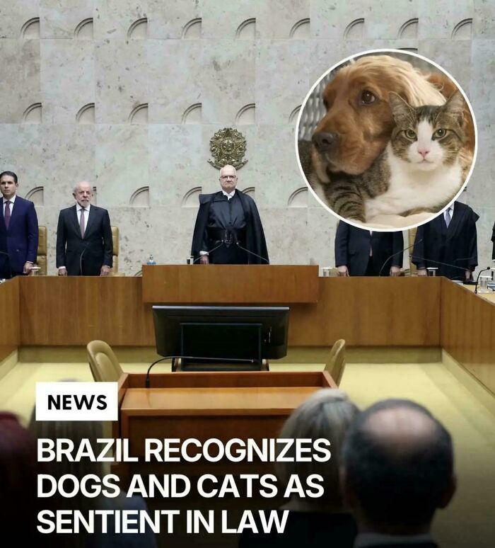 Brazil Says Dogs & Cats Aren’t Property, They’re Feelings Machines