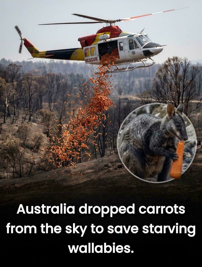 Tiny Animal Rescue Squad