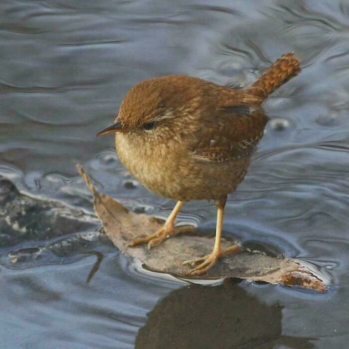 A Wren Catches A Wave On A Leaf