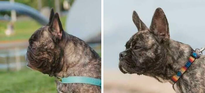 Cute Frenchies: Old School vs New School