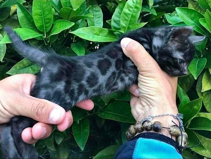 Black Bengal Cats Are A Thing, And They’re Stunning