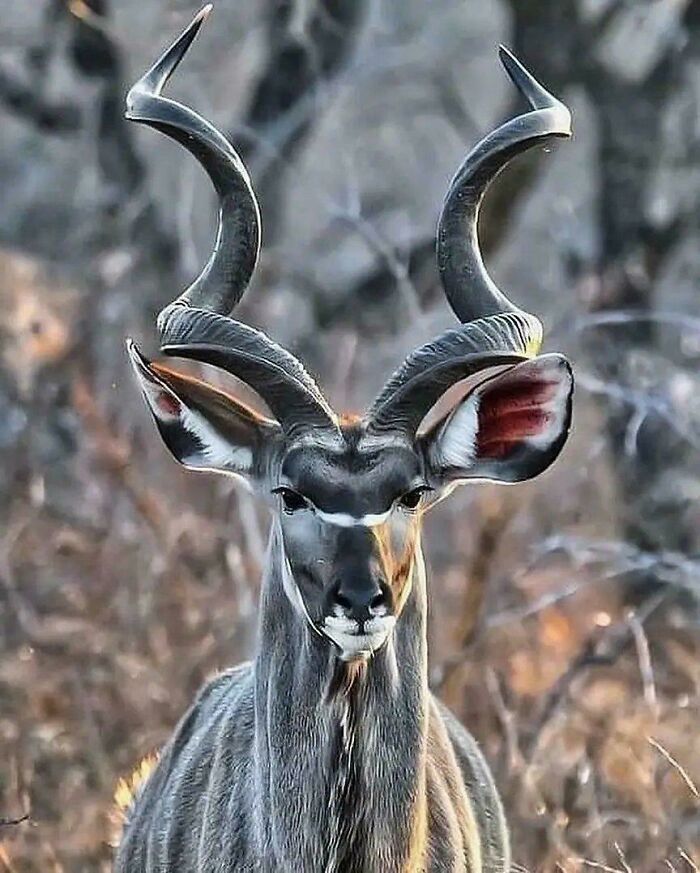 One Majestic Kudu