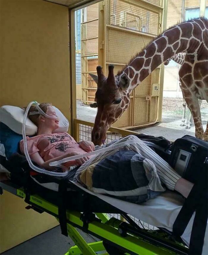 Giraffe Visits Terminal Patient For A Special Last Wish
