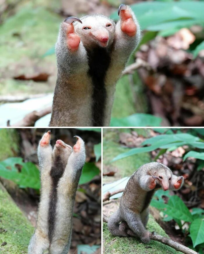 World’s Tiniest Anteater, Big Cuteness