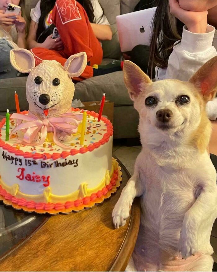 Dog Hits 15, Gets Quinceañera Party