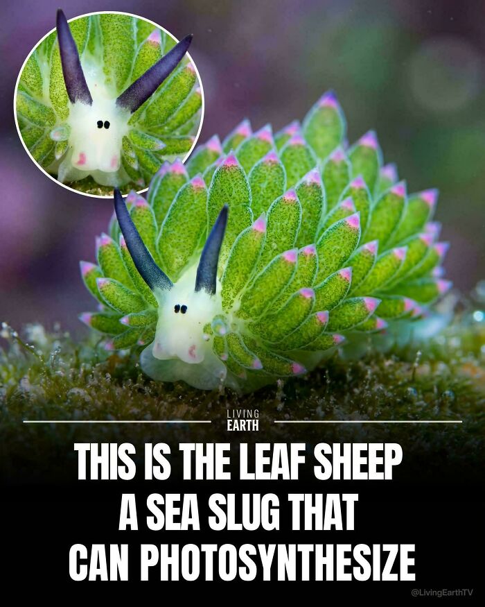 This Tiny Sea Slug Steals Solar Power Like A Plant