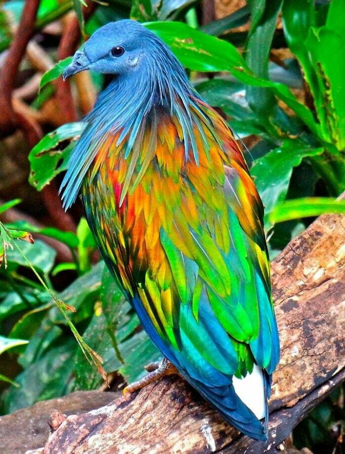 Meet The Nicobar Pigeon, Dodo’s Cool Cousin