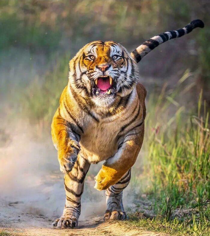 Bengal Tiger Charging Capture!