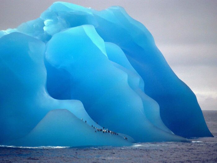 Penguins Hanging Out On A Stunning Blue Iceberg