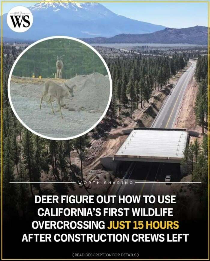 Deer Break In Using California’s First Wildlife Bridge