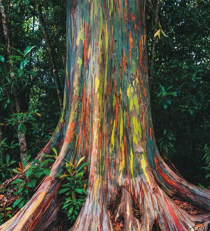 Eucalyptus’s Oddball Cousin Found In The North