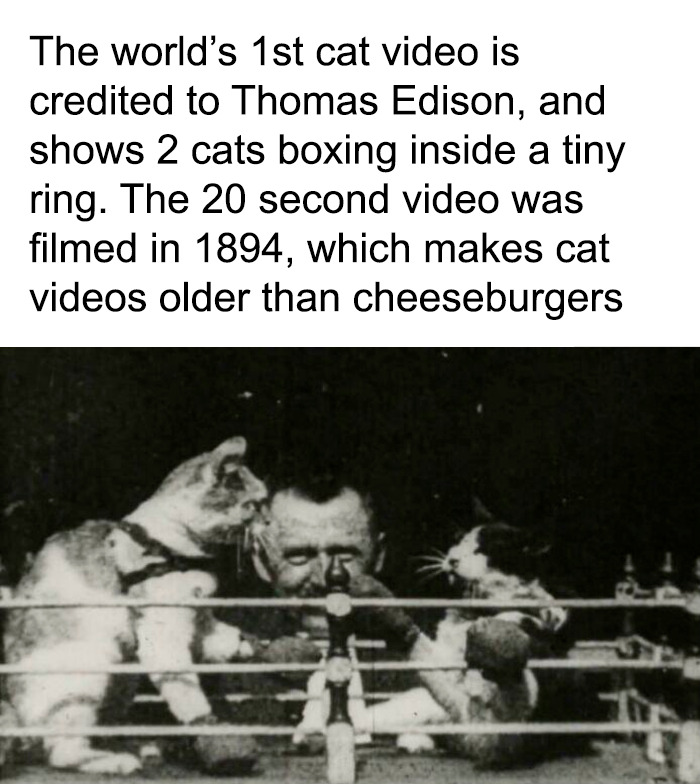 Cats? Still Running The Internet Show