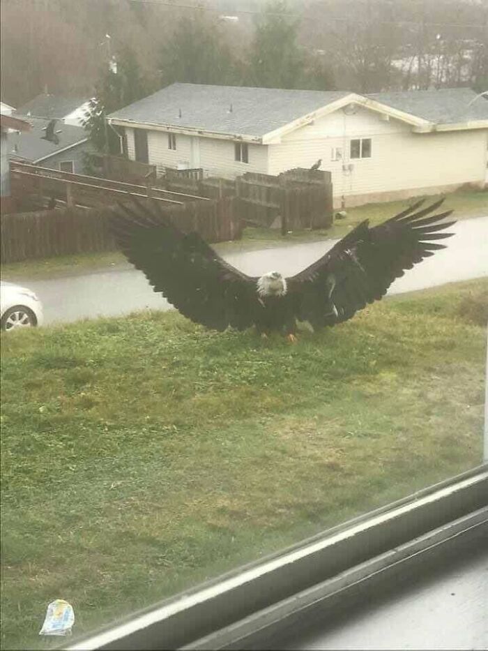 This Eagle Means Business