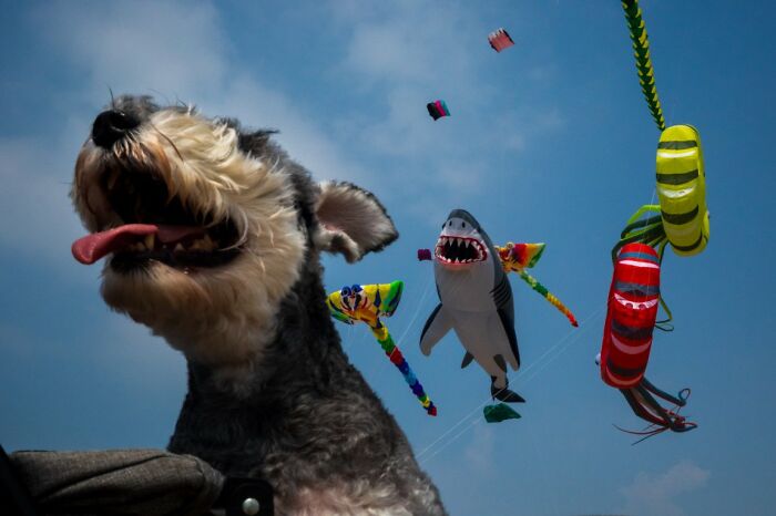 These 100 Street Photos Captured Everyday Life... But Make It Awesome!