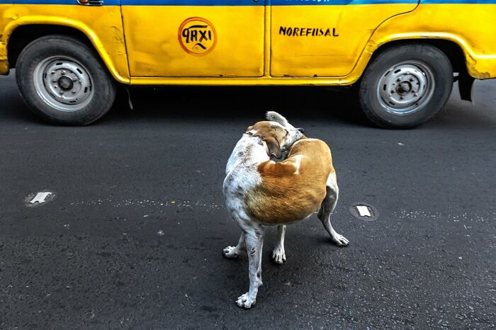 These 100 Street Photos Captured Everyday Life... But Make It Awesome!