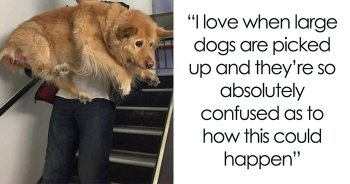 Wait Till You See These Hilarious Dog Memes That Nail Just How Weird Dogs Are