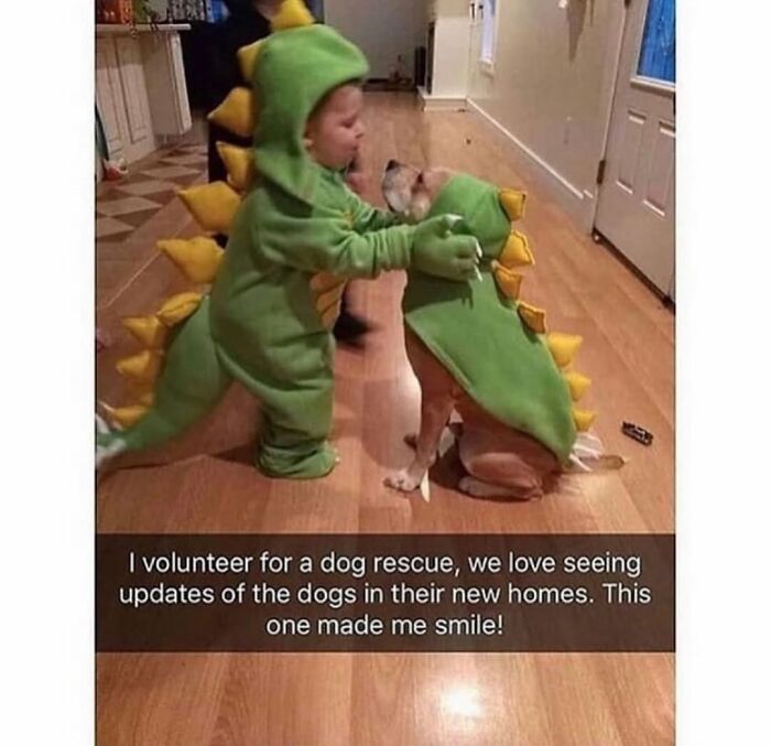Wait Till You See These Hilarious Dog Memes That Nail Just How Weird Dogs Are