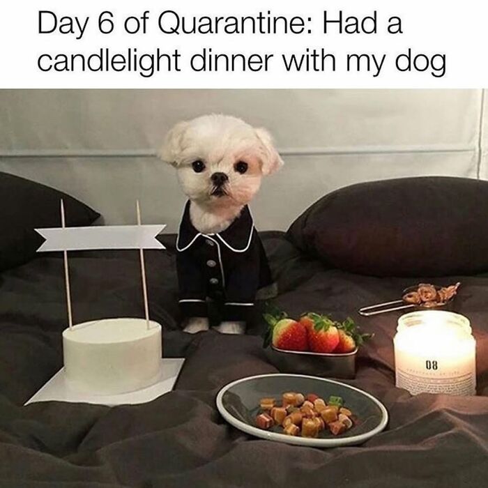 Wait Till You See These Hilarious Dog Memes That Nail Just How Weird Dogs Are