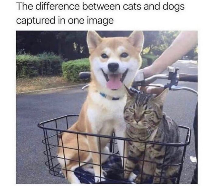 Wait Till You See These Hilarious Dog Memes That Nail Just How Weird Dogs Are