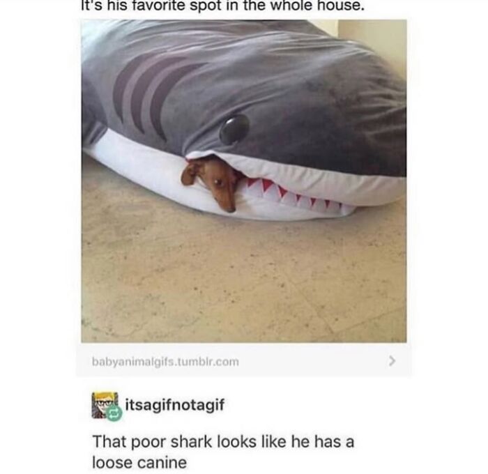 Wait Till You See These Hilarious Dog Memes That Nail Just How Weird Dogs Are