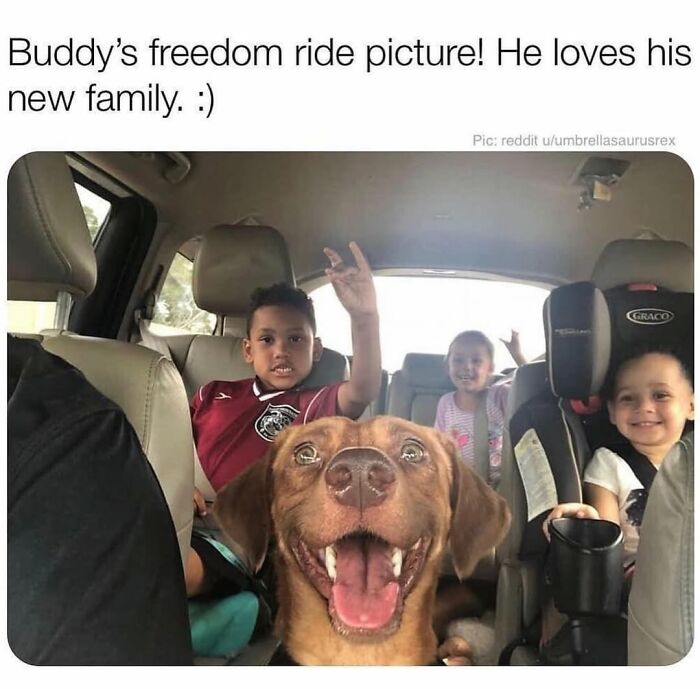 Wait Till You See These Hilarious Dog Memes That Nail Just How Weird Dogs Are