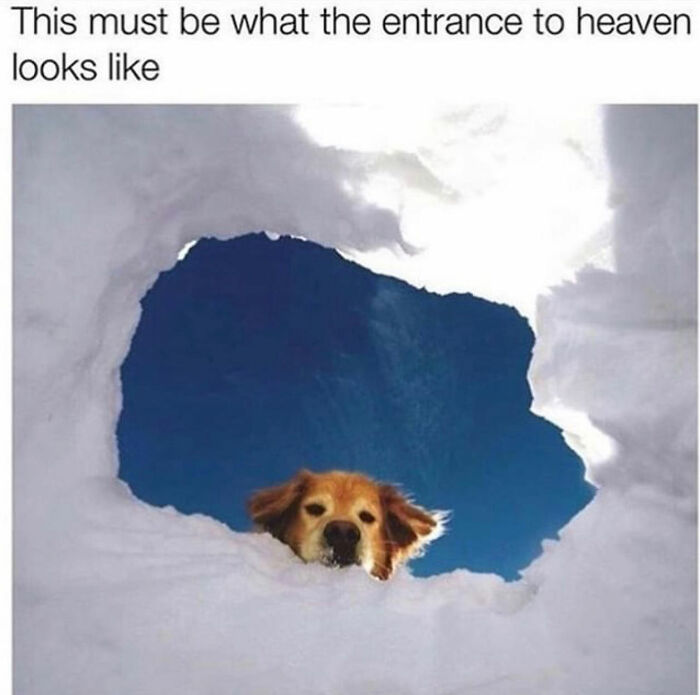 Wait Till You See These Hilarious Dog Memes That Nail Just How Weird Dogs Are