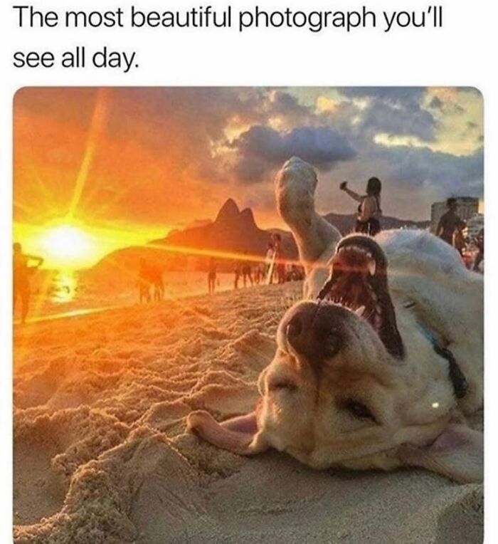 Wait Till You See These Hilarious Dog Memes That Nail Just How Weird Dogs Are