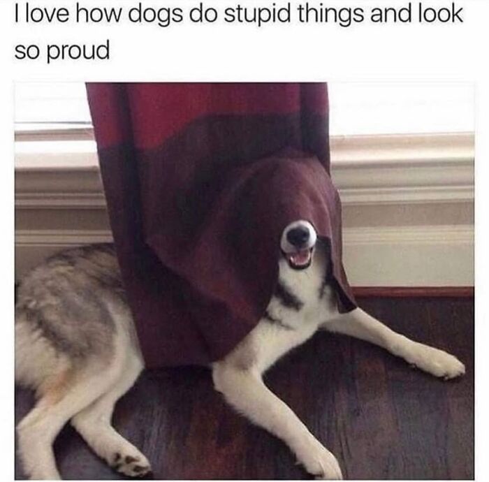 Wait Till You See These Hilarious Dog Memes That Nail Just How Weird Dogs Are